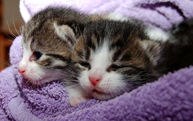 Pet Stores & Supplies